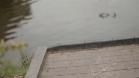 Pond-with-small-wooden-pier