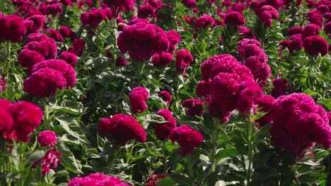 imágenes en primer plano de una plantación de flores terciopelo
