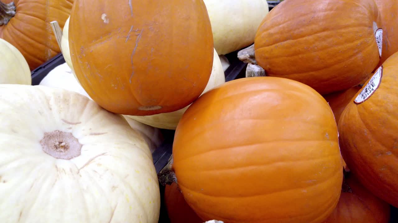 Close-up panning view of white and orange pumpkins displayed on a market stall during autumn harvest season