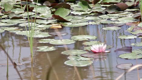 Lirio-Rosa-Grabado-A-Través-De-Los-Juncos-Ventosos