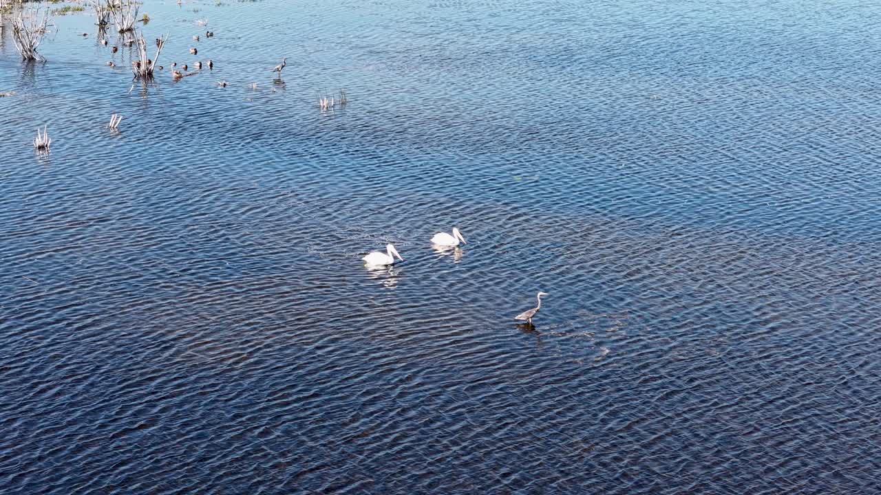 Aerial view of white swans swimming together on a calm blue lake surrounded by reeds