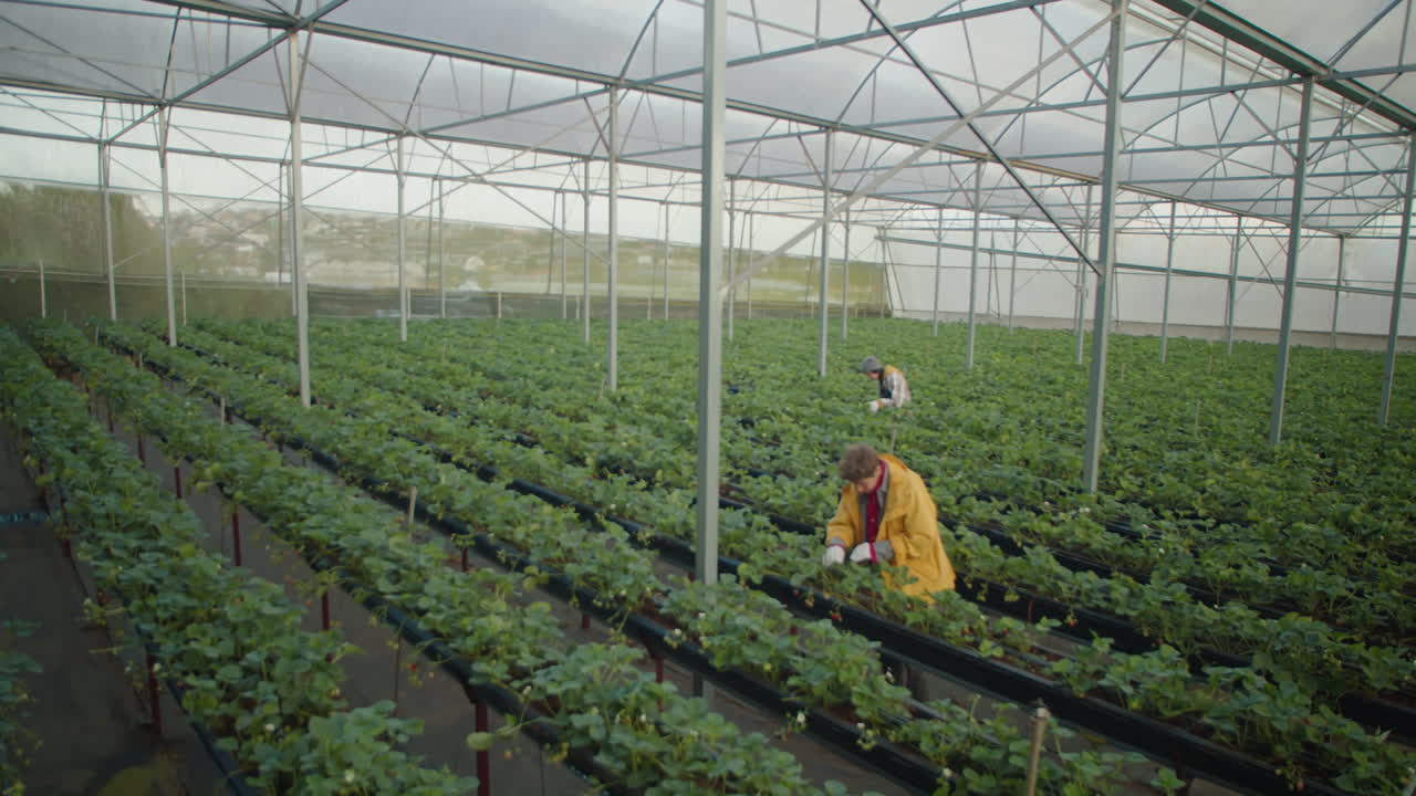 Female Workers Picking Up Strawberry in Greenhouse Farm
