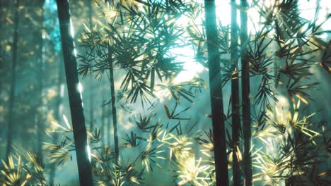 asian bamboo forest with sunlight