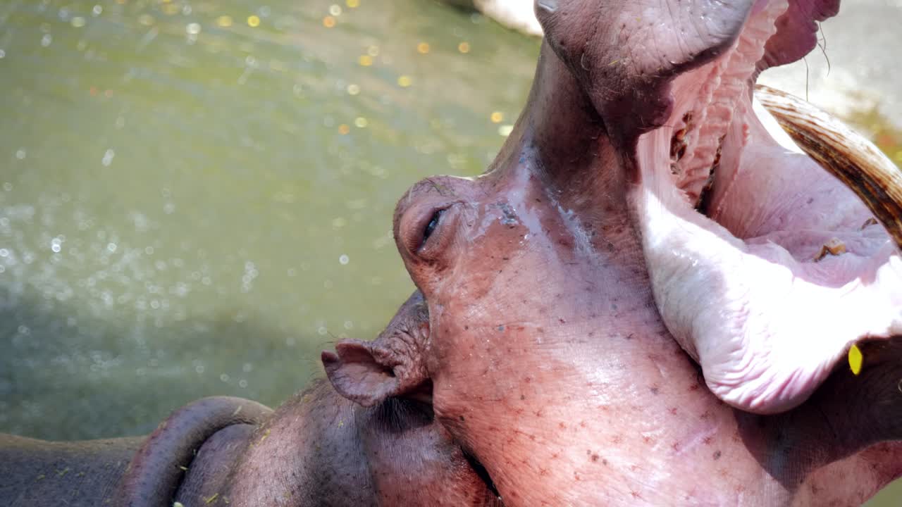 Close-Up of a Hippopotamus Eating and Drinking in a Pond in Captivity at the Chiang Mai Zoo in Chiang Mai, Thailand