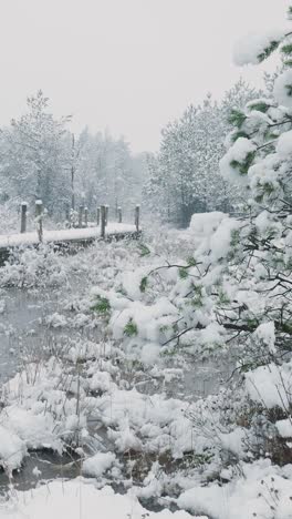 snowy forest path and marsh