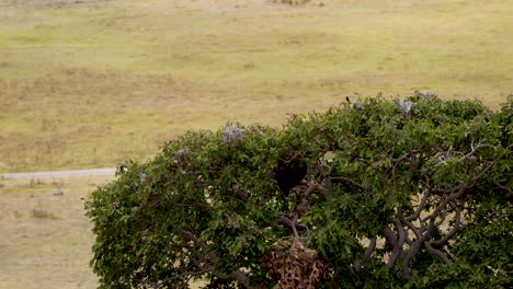 Treetops-with-birds-and-nests-at-Ngorongoro-natural-preserve-Tanzania-Africa,-Aerial-hovering-shot