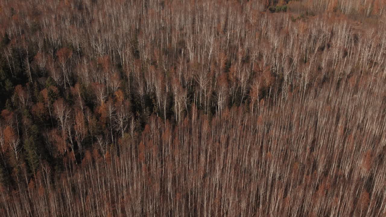 Drone footage of dense birch woodland with bare trunks and brown foliage in late autumn, shot from above in the Ural Mountains, Russia, natural background