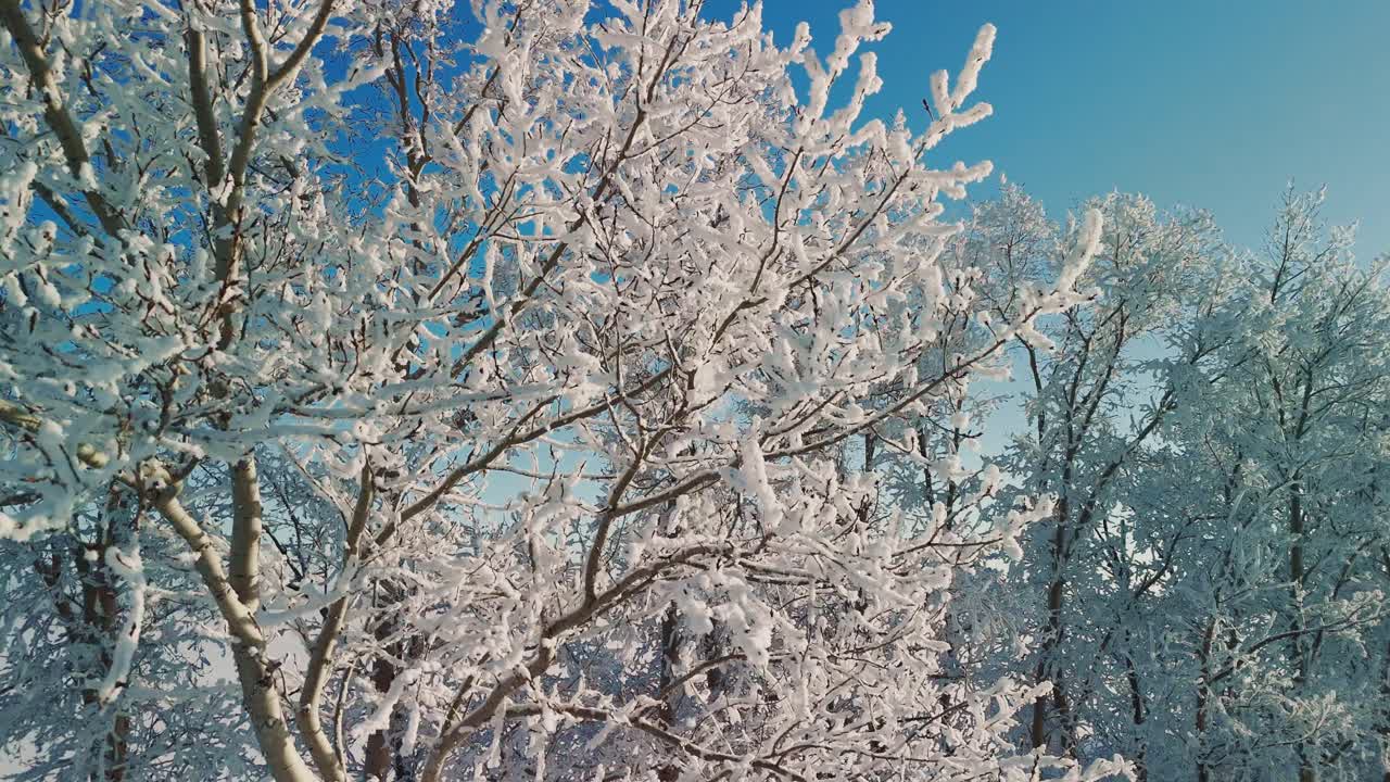 Alberi invernali con neve e gelo