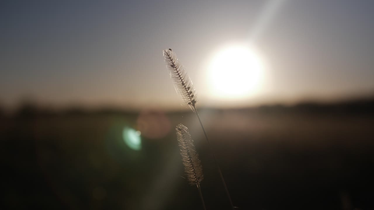 カンザスの麦畑の遠い夕日の前の草のクローズ アップ
