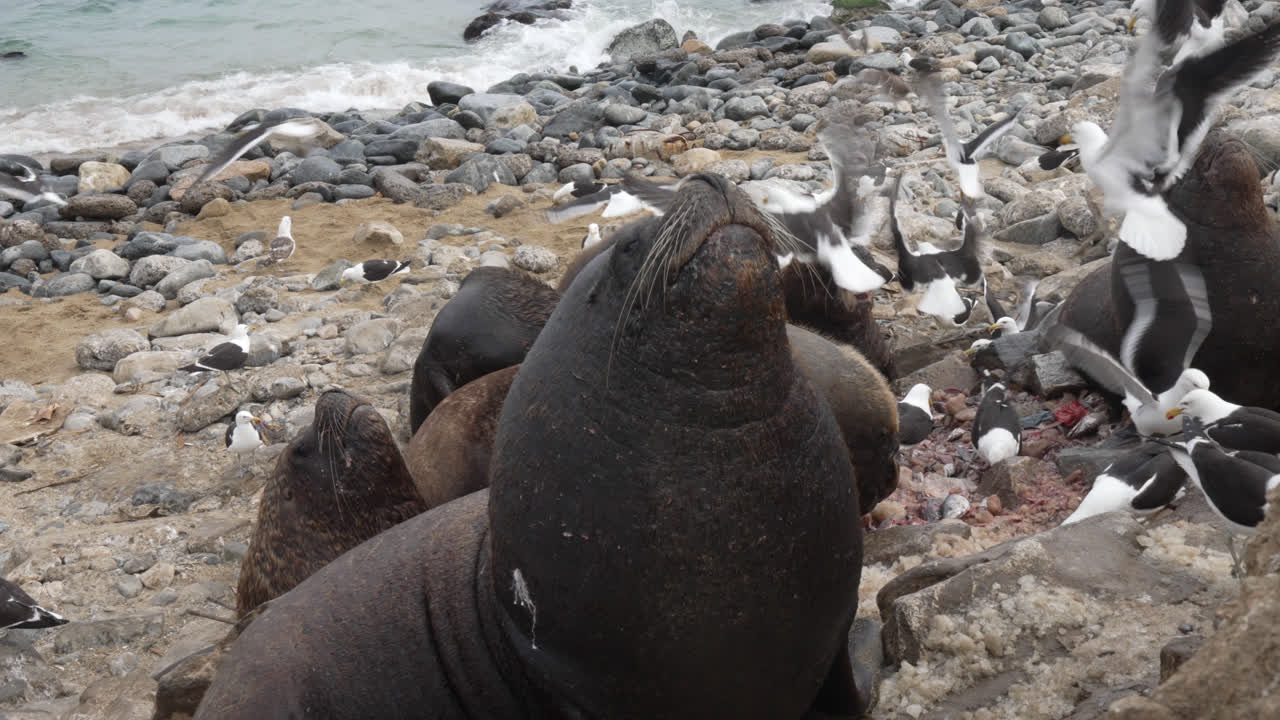 바다 사자 들 은 바위 가 있는 해변 에서 휴식 을 하며, 해안 야생 동물 들 의 환경 에서 바다표범 들 에 둘러싸여 있다