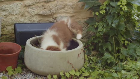 funny australian shepherd dog puppy explores garden digs up plant pot head first