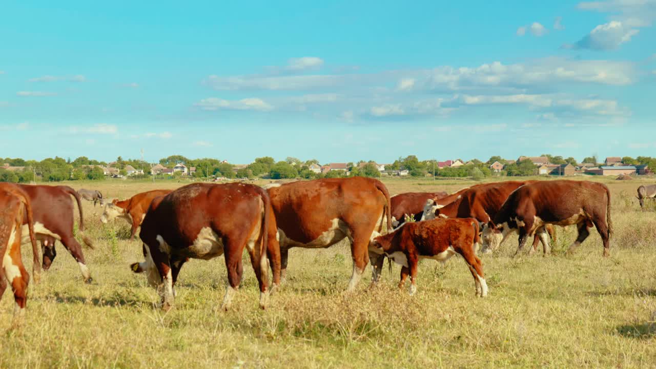 una escena rural pacífica con vacas pastando en un prado verde bajo un cielo azul