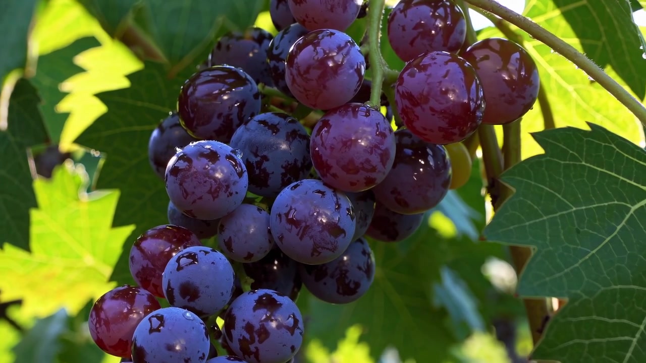 Primo piano di uva viola matura appesa alla vite in un vigneto