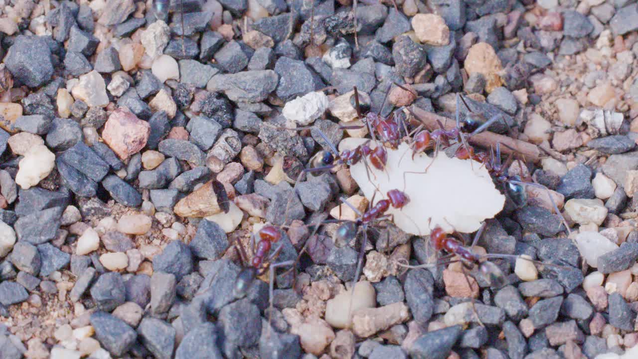 Bull ants work together moving a white food piece over pebbles toward their nest entrance