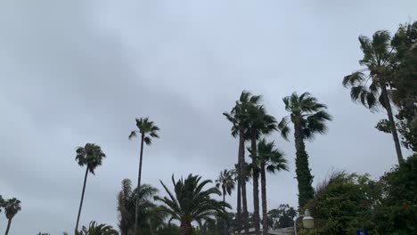 palm trees blowing in breeze
