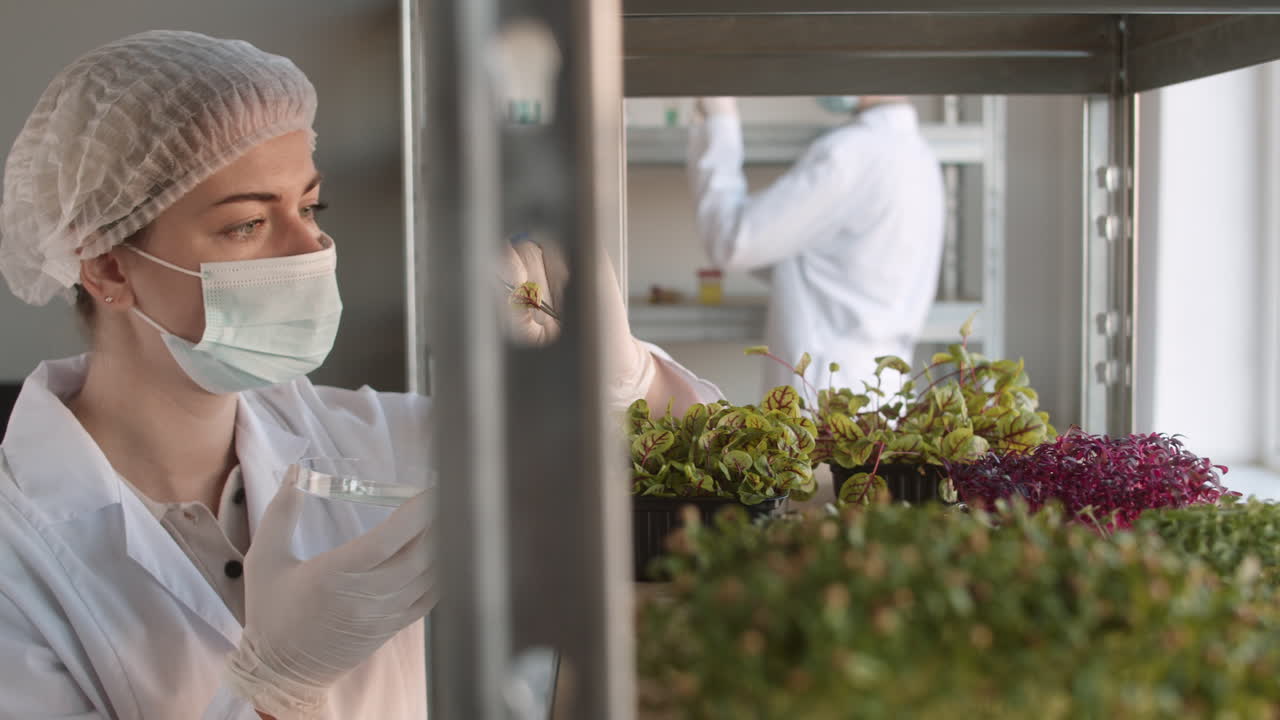 científico que examina los microgreens en un entorno de laboratorio