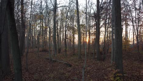 Beautiful-Autumn-Sunset-Through-Forest-Trees,-Pinery-Provincial-Park,-Ontario