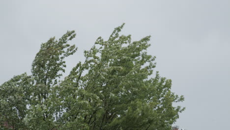 Baumwellen-Bei-Starkem-Sturmwind-Während-Eines-Regensturms