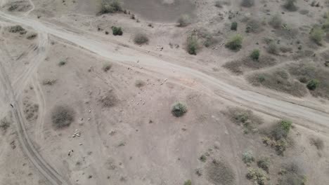 Vista-Aérea-Sobre-Caminos-De-Tierra-En-El-Desierto-Atravesado-Por-Cabras-Y-Ovejas