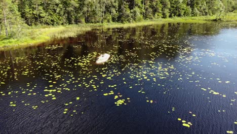 Vista-Aérea-De-Nenúfares,-Plantas-De-Loto,-En-Un-Lago-Forestal-Reflectante,-En-Un-Día-Soleado-De-Verano,-Suecia---órbita,-Disparo-De-Drones---Nymphaea