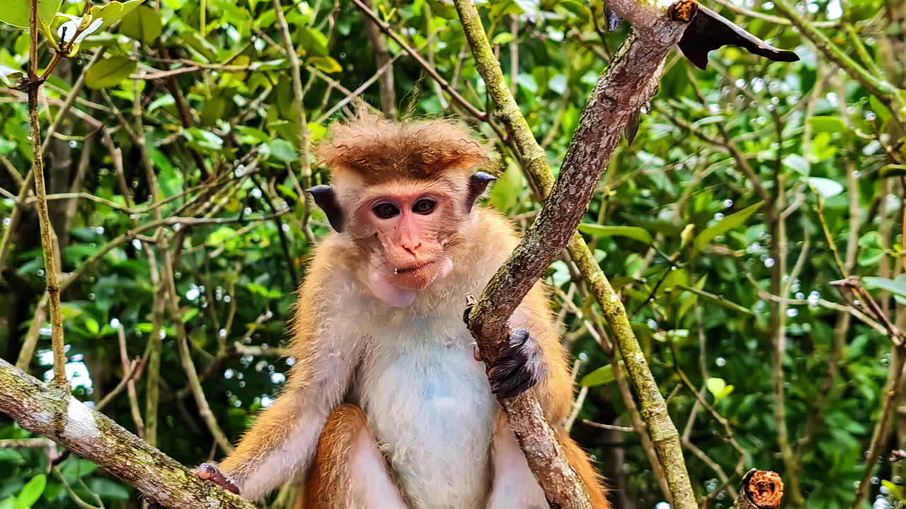 Toque macaque monkey eats while sitting on tree branch in dense jungle of Sri Lanka