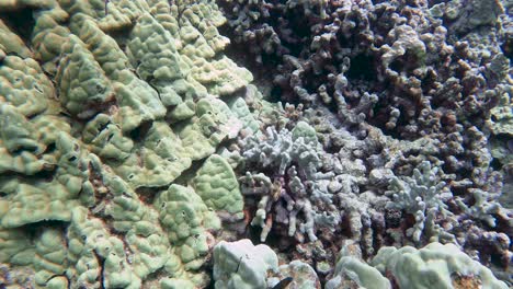 close up of tropical reef finger coral and mounding coral, fish dart