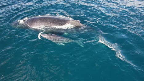 Madre-Ballena-Jorobada-Nadando-Con-Su-Cría-Dependiente-En-El-Mar-Azul