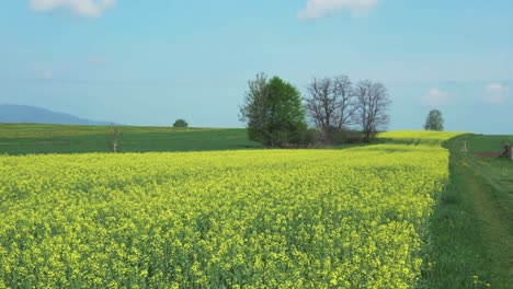 yellow flowers field, panning to the right and slightly up, with mountains in the background