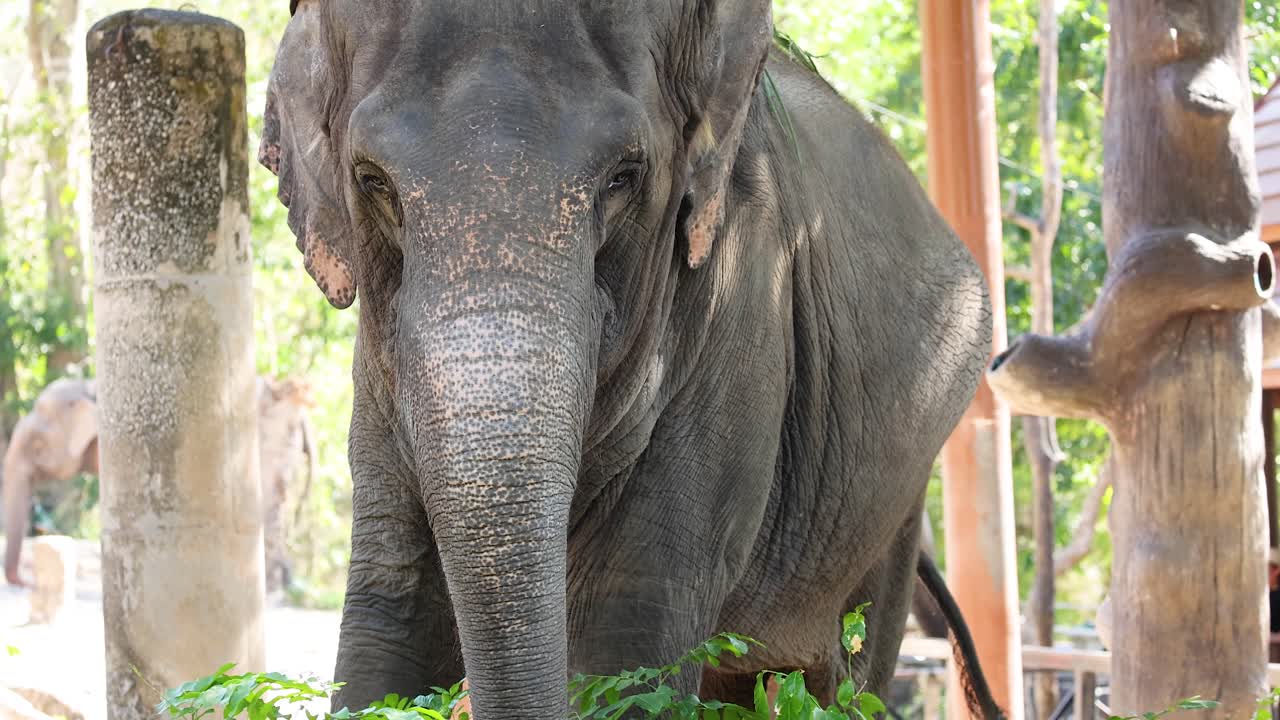 un elefante interactuando con su entorno en chonburi, tailandia