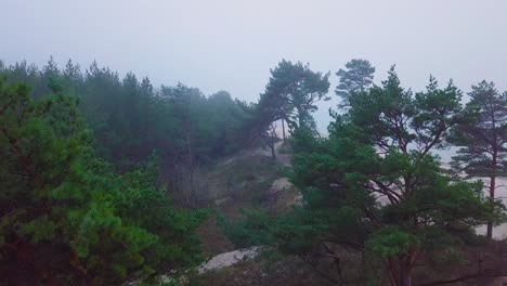 Idyllic-establishing-aerial-view-misty-dark-pine-tree-forest-on-foggy-autumn-day,-Nordic-woodland-with-thick-mist,-Baltic-sea-coast,-wide-ascending-drone-shot-moving-forward