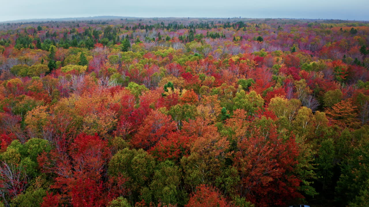 Autumn forest colors. Aerial drone shot over the picturesque landscape of Nova Scotia, Canada.
Bird's eye view of the colorful foliage. Vibrant tree leaves. Fall landscape.