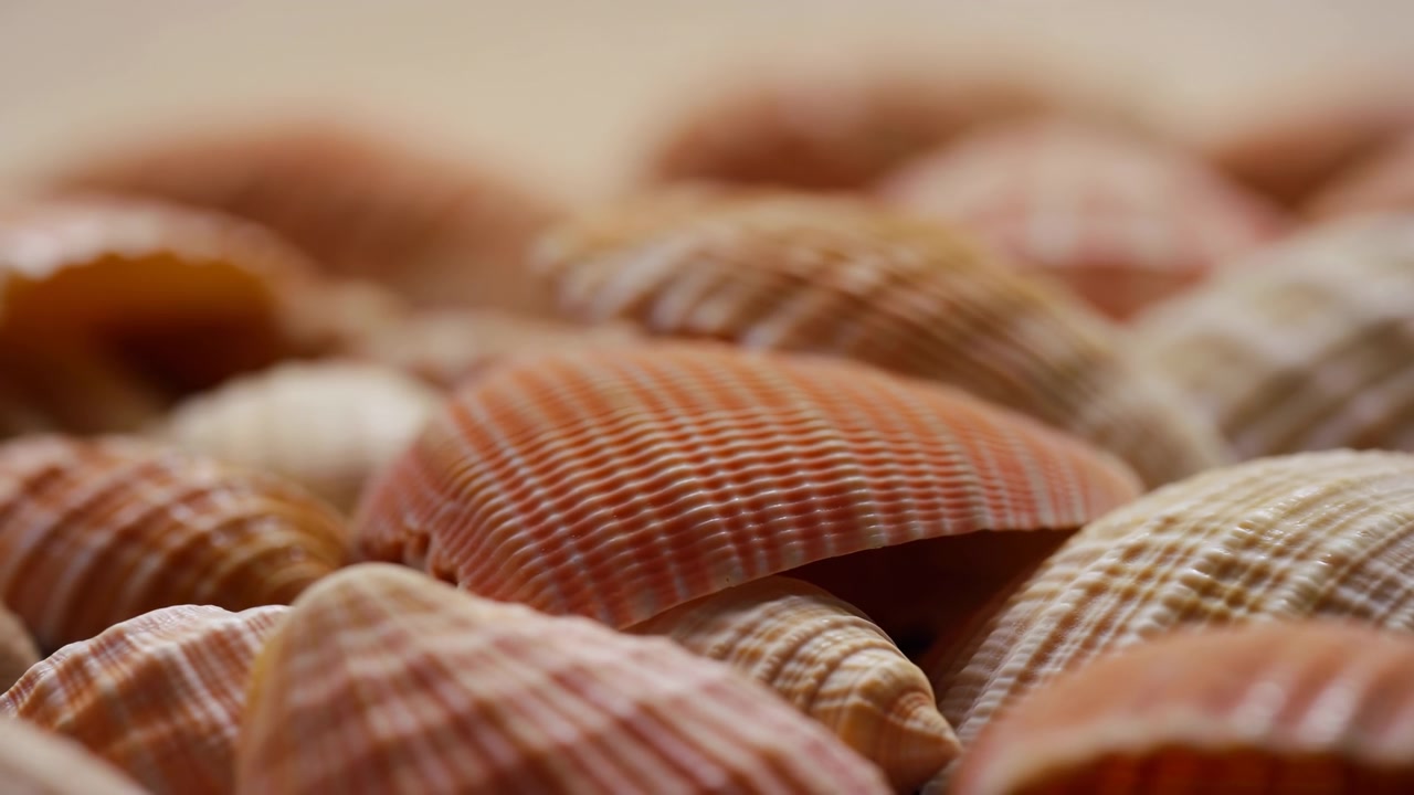 Close Up Scallop Shells On Sand, Warm Soft Focus With Shallow Depth Of Field, Ribbed Textures And Amber Pink