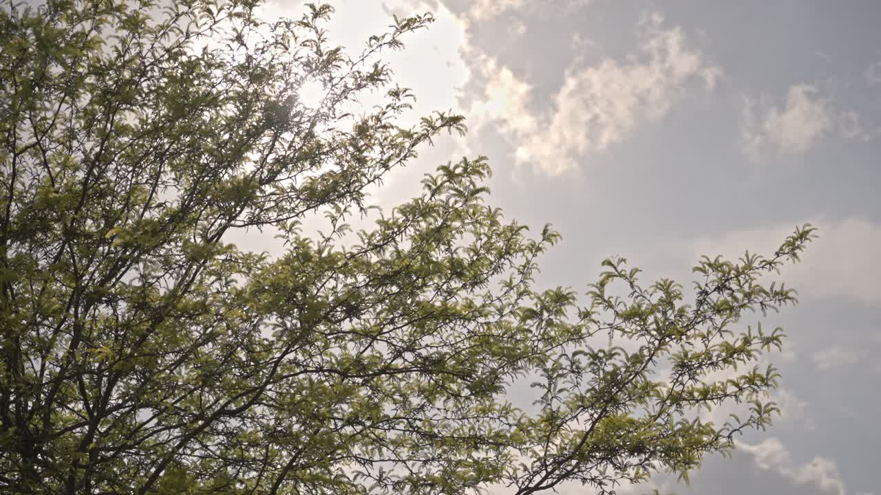 서사시적인 숲과 잎, 태양과 구름