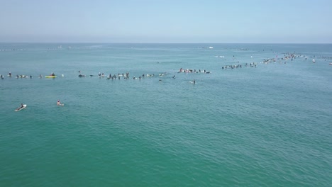 large group of surfers in the ocean