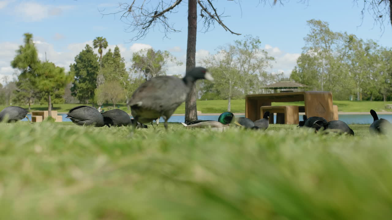 지상에서 먹는 작은 검은 새들