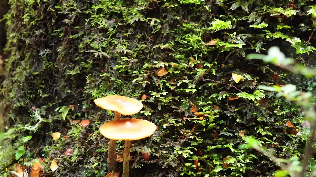Time-lapse of mushrooms sprouting on mossy tree