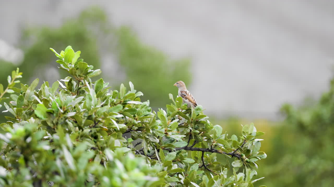 교외 환경 에서 오크 나무 가지 에 앉아 있는 집 무새 - 패서 도메시스