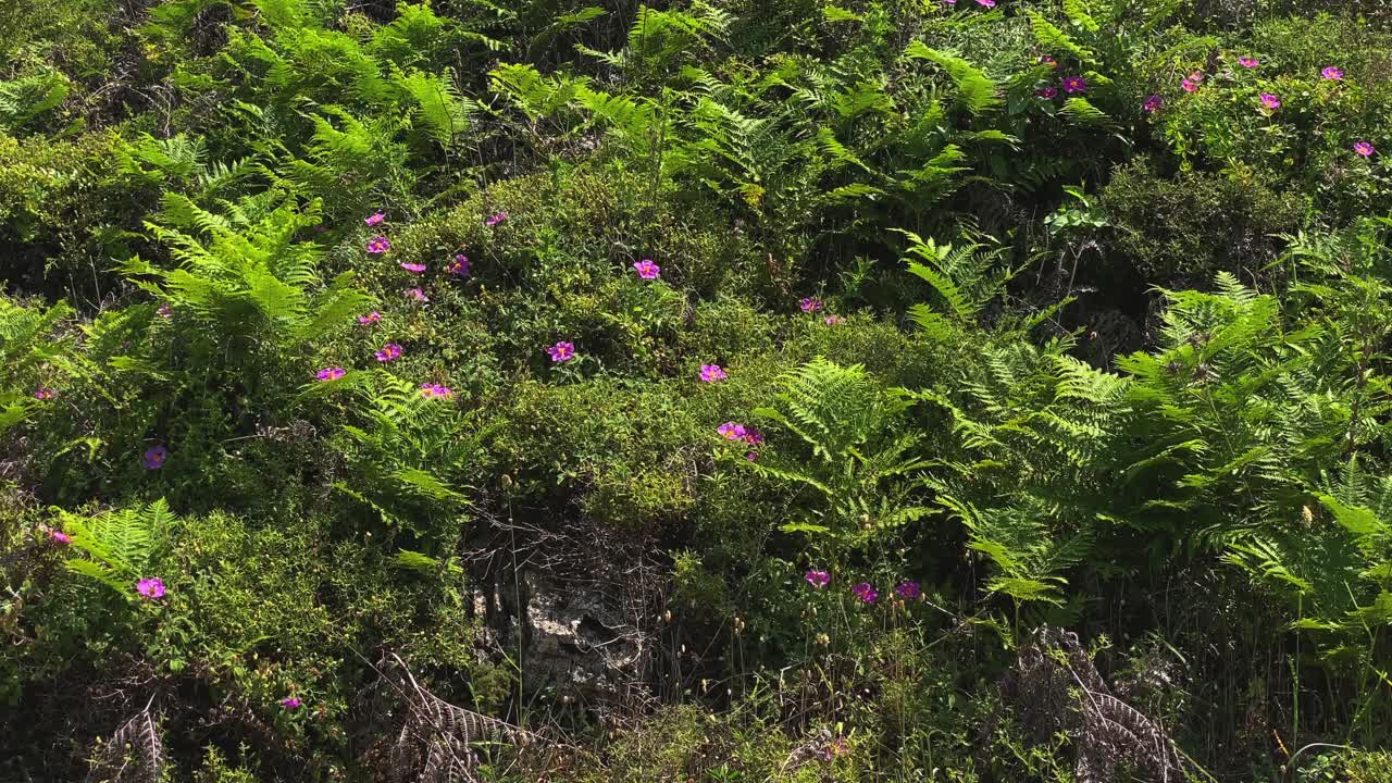 여름 에 다채로운 바다 꽃