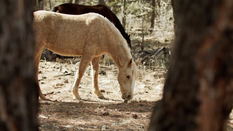 Wildpferde-Grasen-Im-Grand-Canyon-Nationalpark-In-Arizona-Mit-Nach-Unten-Geneigter-Weitwinkelaufnahme