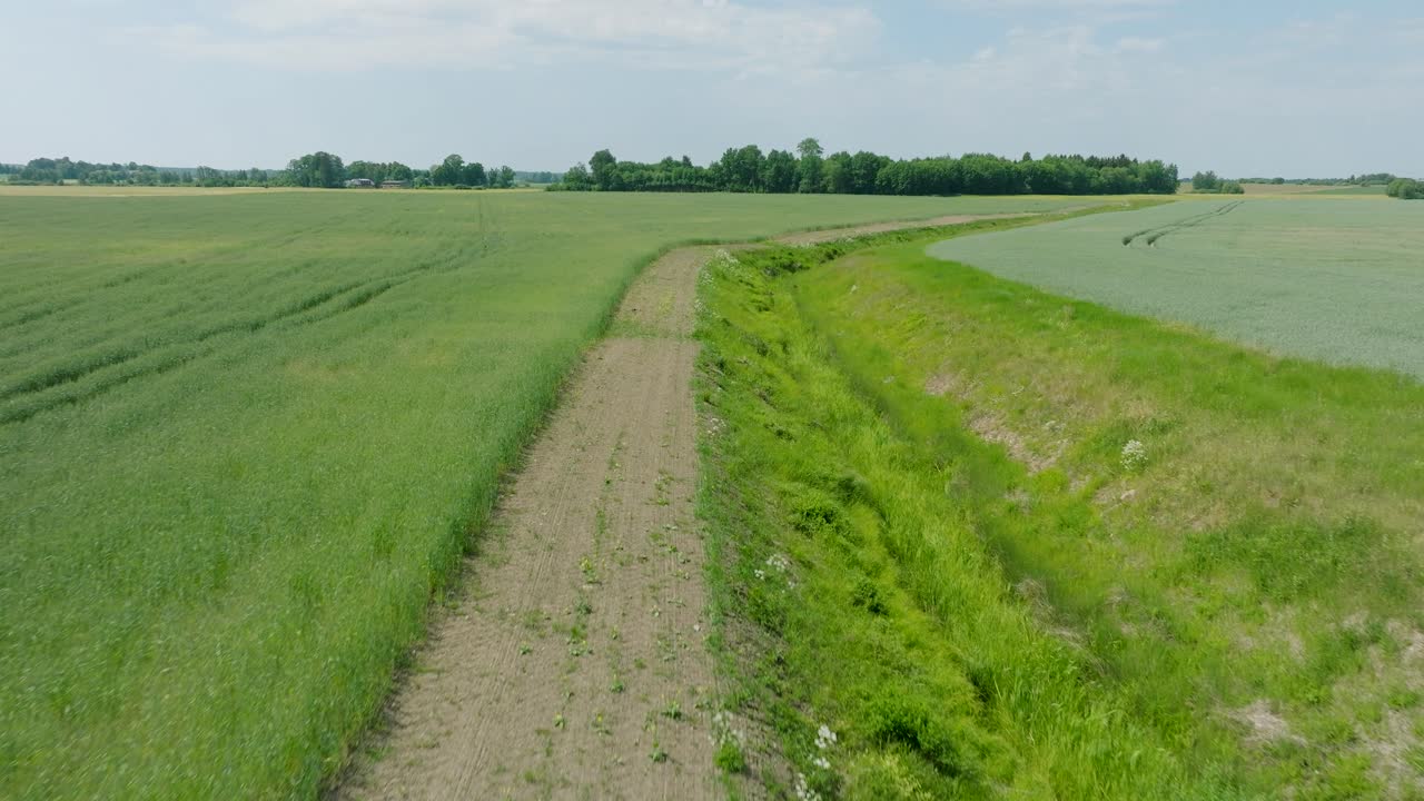 vista aérea de un campo de cereales en maduración, agricultura orgánica, paisaje rural, producción de alimentos y biomasa para un manejo sostenible, día soleado de verano, toma amplia de un avión no tripulado avanzando