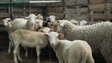 sheep in a fence on a small farm