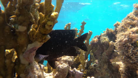 peces en el arrecife de coral brasileño