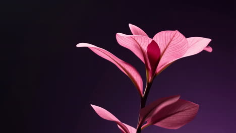 vibrant pink leaves illuminated against a dark background