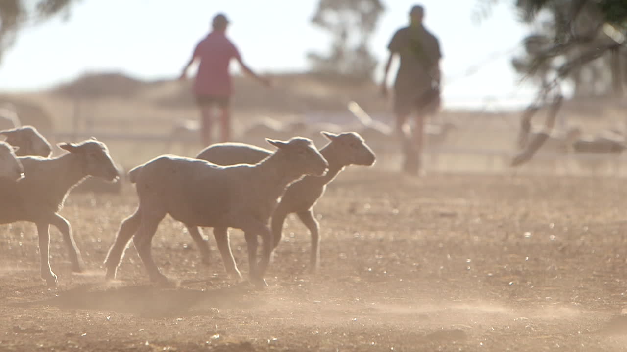 농지에서 실행 양의 slowmotion