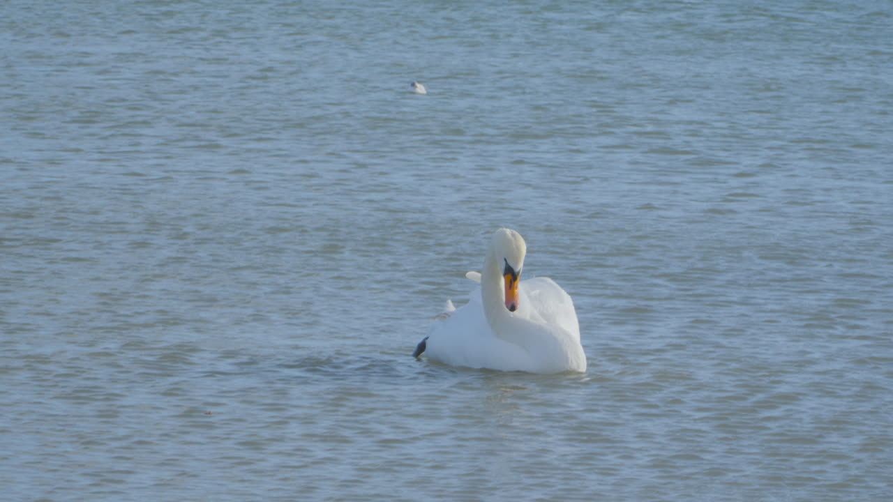 cygnets y un cisne mudo en el lago encontrando comida bajo el agua
