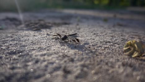 slomo close-up of a african black dragonfly, flying away in the end