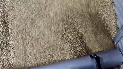 vacuuming barley out of a grain bin