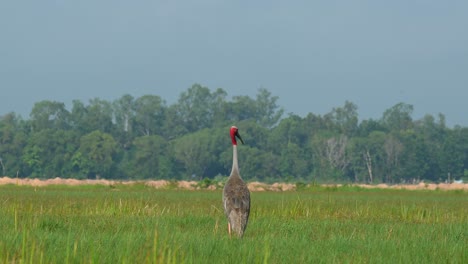 Seen-from-its-back-as-it-looks-around-then-it-stoops-down-to-forage-at-a-grassland-during-the-afternoon