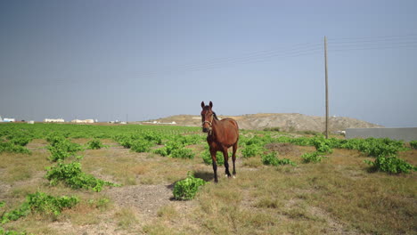 rown horse grazing free in a field