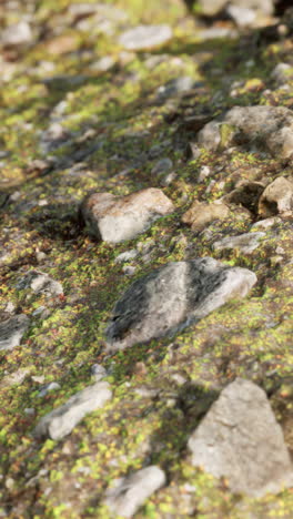 close-up of mossy rocks and soil